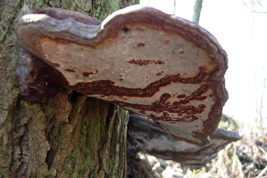 tanti funghi